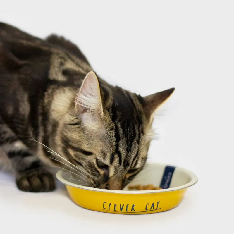 Joules Clever Cat Bowl-3